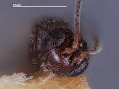 Crassomicrodus fenestratus by the Smithsonian. Used under a CC0 license.