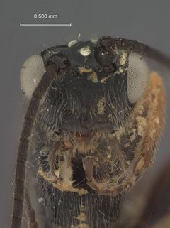 Crassomicrodus nigrithorax by the Smithsonian. Used under a CC0 license.