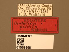 Deuterixys pacifica by the Smithsonian. Used under a CC0 license.