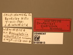 Deuterixys quercicola by the Smithsonian. Used under a CC0 license.