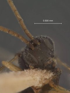 Diachasmimorpha compervei by the Smithsonian. Used under a CC0 license.