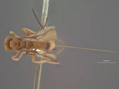 Diachasmimorpha compervei by the Smithsonian. Used under a CC0 license.