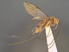 Diachasmimorpha compervei by the Smithsonian. Used under a CC0 license.