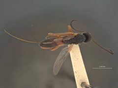 Diospilus californicus by the Smithsonian. Used under a CC0 license.
