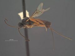 Diospilus californicus by the Smithsonian. Used under a CC0 license.