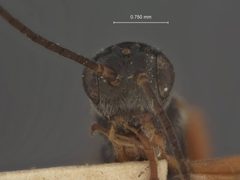 Diospilus californicus by the Smithsonian. Used under a CC0 license.