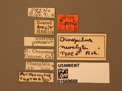 Diospilus neoclyti by the Smithsonian. Used under a CC0 license.