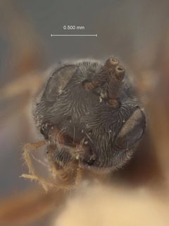Diospilus neoclyti by the Smithsonian. Used under a CC0 license.
