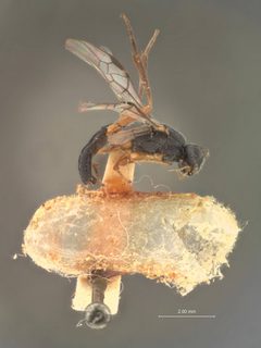 Diospilus neoclyti by the Smithsonian. Used under a CC0 license.