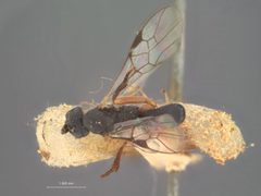 Diospilus neoclyti by the Smithsonian. Used under a CC0 license.