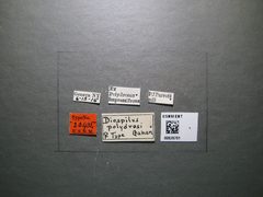 Diospilus polydrusi by the Smithsonian. Used under a CC0 license.