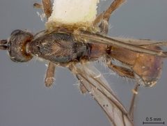 Doryctes eucrinus by the Smithsonian. Used under a CC0 license.