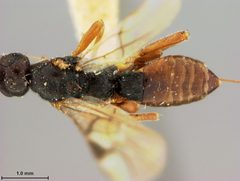 Doryctes incertus by the Smithsonian. Used under a CC0 license.