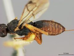 Doryctes incertus by the Smithsonian. Used under a CC0 license.