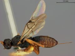 Doryctes incertus by the Smithsonian. Used under a CC0 license.
