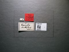 Doryctes incertus by the Smithsonian. Used under a CC0 license.