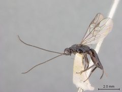 Doryctes infuscus by the Smithsonian. Used under a CC0 license.