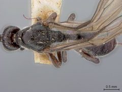 Doryctes infuscus by the Smithsonian. Used under a CC0 license.