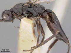Doryctes infuscus by the Smithsonian. Used under a CC0 license.