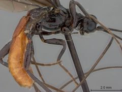 Doryctes macrocavous by the Smithsonian. Used under a CC0 license.