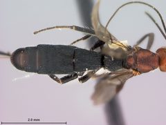 Doryctinus marshi by the Smithsonian. Used under a CC0 license.