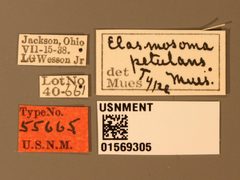 Elasmosoma petulans by the Smithsonian. Used under a CC0 license.