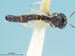 Elasmosoma schwarzi by the Smithsonian. Used under a CC0 license.