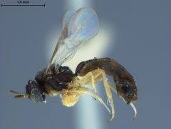 Elasmosoma schwarzi by the Smithsonian. Used under a CC0 license.