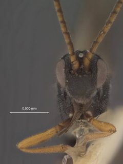 Ephedrus picticornis by the Smithsonian. Used under a CC0 license.