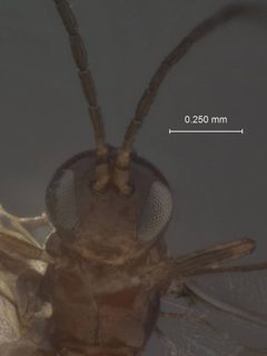 Ephedrus pulchellus by the Smithsonian. Used under a CC0 license.