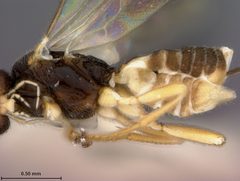 Epsilogaster williami by the Smithsonian. Used under a CC0 license.
