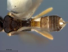 Epsilogaster williami by the Smithsonian. Used under a CC0 license.