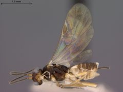 Epsilogaster williami by the Smithsonian. Used under a CC0 license.