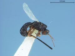 Glyptocolastes texanus by the Smithsonian. Used under a CC0 license.