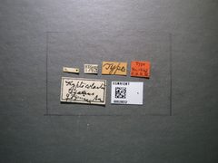 Glyptocolastes texanus by the Smithsonian. Used under a CC0 license.