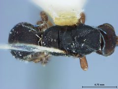 Glyptocolastes texanus by the Smithsonian. Used under a CC0 license.