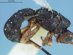 Glyptocolastes texanus by the Smithsonian. Used under a CC0 license.