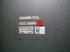 Habrobracon politiventris by the Smithsonian. Used under a CC0 license.