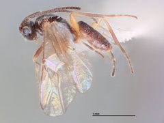 Habrobracon tetralophae by the Smithsonian. Used under a CC0 license.