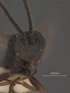 Helcon castaneae by the Smithsonian. Used under a CC0 license.