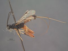 Helcon castaneae by the Smithsonian. Used under a CC0 license.