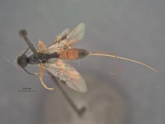 Helcon castaneae by the Smithsonian. Used under a CC0 license.