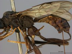 Helcon grandis by the Smithsonian. Used under a CC0 license.