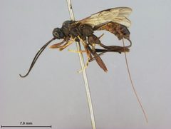 Helcon grandis by the Smithsonian. Used under a CC0 license.