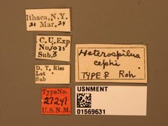 Heterospilus cephi by the Smithsonian. Used under a CC0 license.