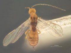 Heterospilus cephi by the Smithsonian. Used under a CC0 license.