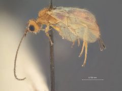 Heterospilus cephi by the Smithsonian. Used under a CC0 license.