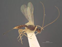 Heterospilus eurostae by the Smithsonian. Used under a CC0 license.
