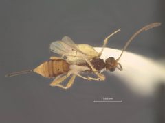 Heterospilus eurostae by the Smithsonian. Used under a CC0 license.