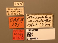 Heterospilus eurostae by the Smithsonian. Used under a CC0 license.
